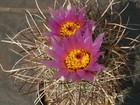 Sclerocactus parviflorus HMP 197 - 10 semi - MOLTO RARO