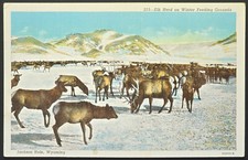 Jackson Hole WY Elk Herd Winter Feeding Grounds Vintage Postcard