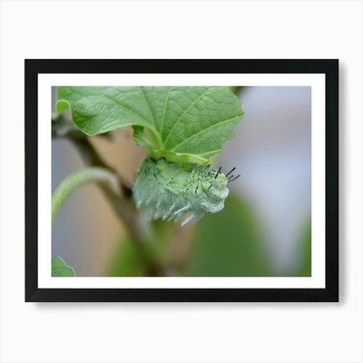 Raupe 1 Kunstdruck gerahmt Wandbild Poster Leinwanddruck Bild