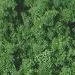 Accurail 1302 Medium Green Coarse Grind 8oz Ground Cover