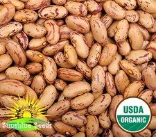 Pinto Bean Seeds (50) | Non-GMO Heirloom Bush Bean / FLORIDA GROWN / ORGANIC