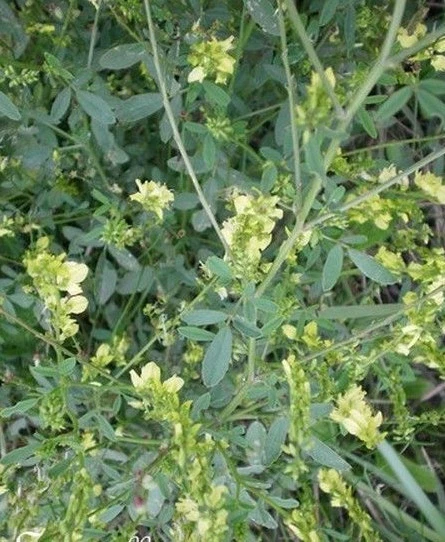 ♫ MELILOT Officinal Jaune ♫ Graines ♫ COLLECTION Plantes Aromatiques, Mellifères