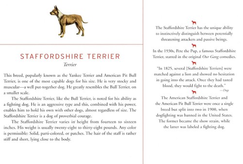 Staffordshire Terrier - CUSTOM MATTED Dog Art Print - Breed Description History