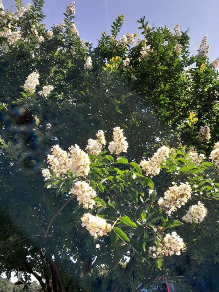 35+ WHITE CRAPE MYRTLE TREE / SHRUB / FLOWER SEEDS / DROUGHT TOLERANT PERENNIAL - Image 2 of 4