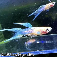 1 TRIO- Fancy Guppy Aquarium Live Guarantee - Double Sword Japan Blue