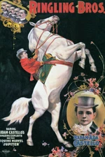 BIG SHOW WHITE HORSE EQUINE MARVEL JUPITER CIRCUS HORSES VINTAGE POSTER REPRO