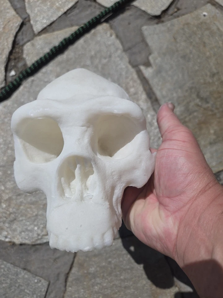 Homo Erectus Skull High Precision Replica  - Image 2 of 4