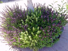 Cinnamon Basil - 100+ seeds - BEAUTIFUL and FRAGRANT! F