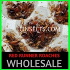 Mixed Sizes Red Runner Turkestan Feeder Roaches (1/4” - 1”)  500 / 1000