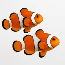 2-Pack Ocellaris Clownfish – Live Captive-Bred Saltwater Aquarium Fish