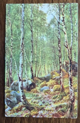 Birkenholz von Loch Maree Raphael Tuck ''Oilette'' Vintage Postkarte: