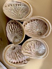 Collectable. Abalone Shells Extra Large 7-8” 5 in total. Reduced as 1 is broken