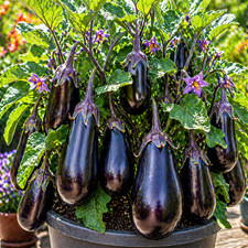 🍆 100+ BLACK BEAUTY EGGPLANT SEEDS | HEIRLOOM NON-GMO CLASSIC GARDEN VEGETABLE