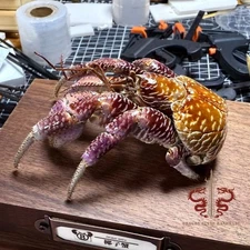 Crab specimen real Coconut crab, Birgus latro, museum-quality, collection gift