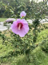 100+ Mixed Colors ROSE Of SHARON HIBISCUS Syriacus Flower Tree Bush Seeds Mix
