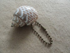 A Seashell   Keychain