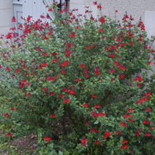 5 boutures BIO Sauge de Graham Salvia microphylla grahamii