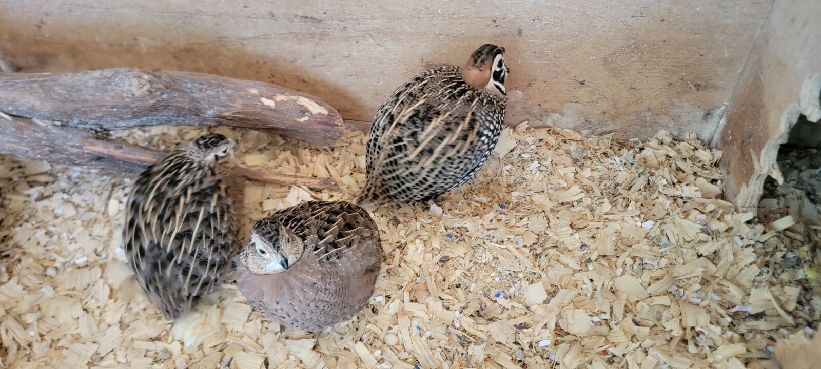 3 mearns quail eggs for hatching eBay