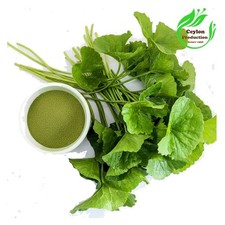 Gotu Kola Centella asiatica Feuilles moulues poudre séchée bio herbe pennywort
