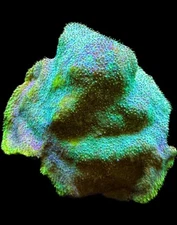 Live Coral Psammacora Emerald Forest