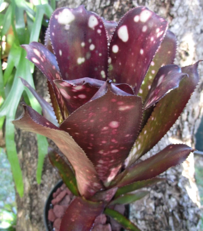 BUY ANY 3 SAVE 15% BROMELIAD Billbergia BEADLEMAN PURPLE Gorgeous Form! Offset! - Image 2 of 4