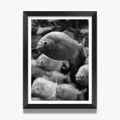 black plastic aquarium frames