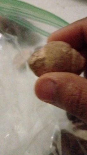 Civil War Original Militaria Bullet 1861-65