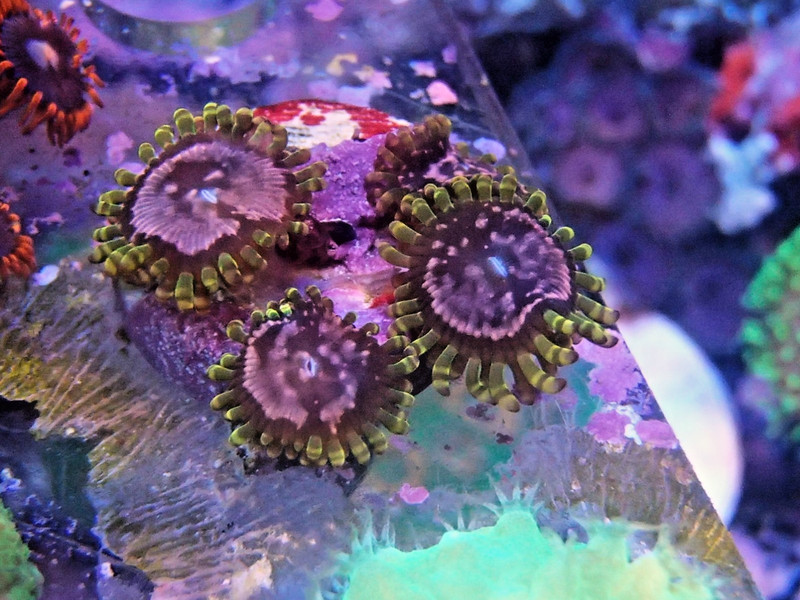 WYSIWYG purple monster zoanthids
