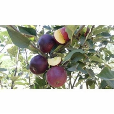 5 King David Apple Tree Seeds