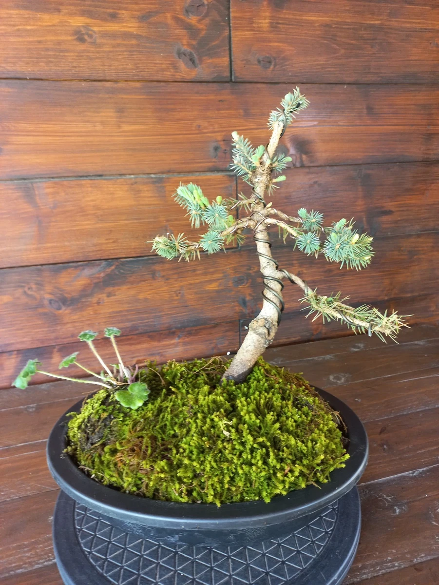 Bonsai Abete a Bonsai | Acquisti Online su eBay