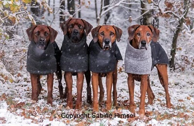 Hundemantel "Kira" perfekte Passform Ridgeback Dalmatiner Dobermann Labrabdor
