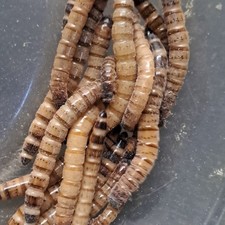 60 Live Mealworm Feeder Insects for Reptiles, Birds, Amphibians, Fish Food