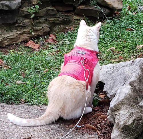 Martingale Calming Cat Harness Pink Peony Mesh Size Large Slightly Used