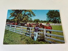 Blue Grass Horse Farm in Kentucky KY Horses Postcard