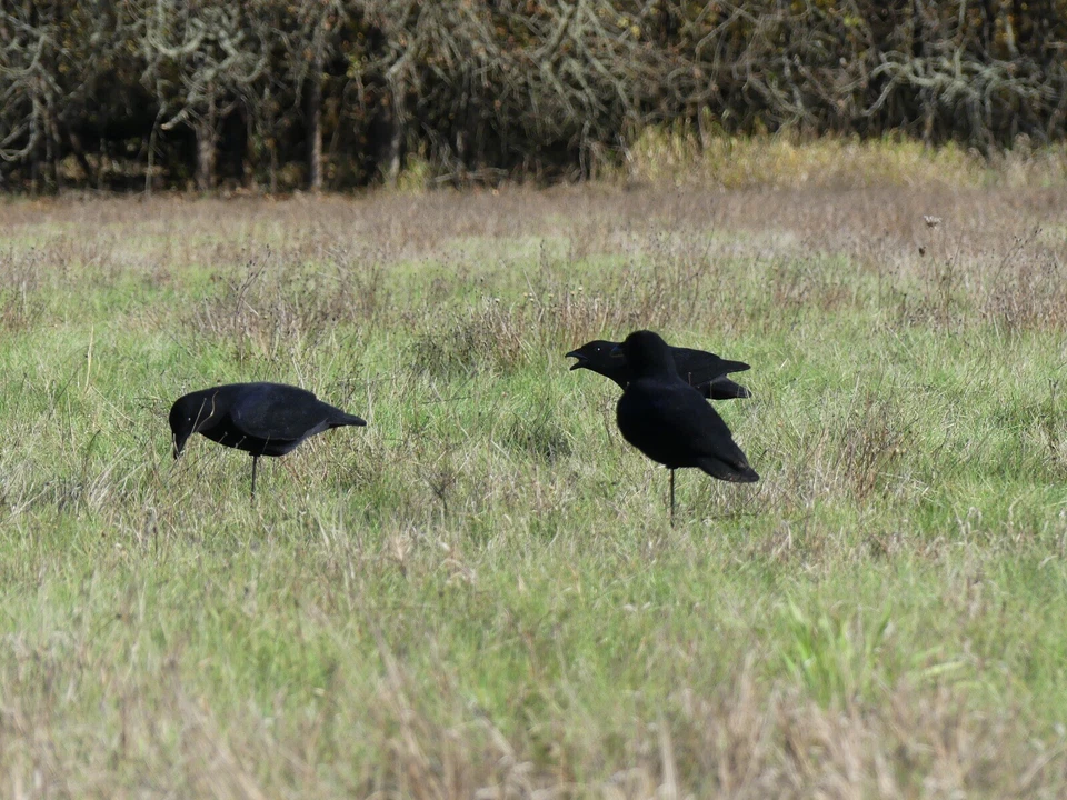 FA-194002 LAST PASS FULLY FLOCKED CROW DECOYS - 3 PACK - FINAL APPROACH - Image 3 of 4