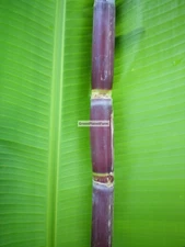 'Florida Red' Sugar Cane Cuttings FRESH ORGANIC PLANT NOW