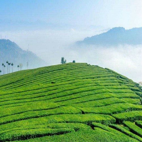 Green Tea 250g Oolong Tea Tieguanyin Tea Natural OrganicHealth Care Tie Guan Yin - Picture 12 of 12