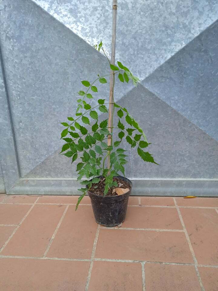 Foto 3 di 4