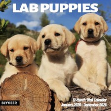 Lab Puppies 2026 Wall Calendar  12" x 24" Open Hangable Monthly  Thick  Sturd