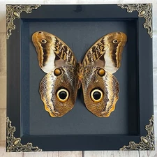 The Banded Giant Owl Butterfly (Caligo atreus) Baroque Deep Box Display Frame