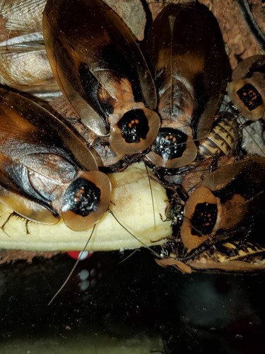 Cave Roach Hybrid Nymphs 15+ - Picture 3 of 4