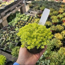 Gold Dust Sedum |Gold Moss Sedum | Sedum japonicum |