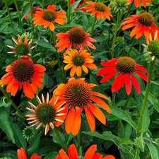 ECHINACEA purpurea 'Lakota Orange' - Hardy Perennial Plant - ex 9cm (P9) Pot