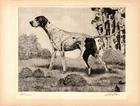 1930s Bert Cobb Pointer Print Antique Pointer Hunting Dog Wall Art Decor 6590Q