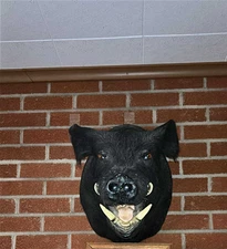 🦝🐏🐗 For Sale: Full-Mount Ram, Cinnamon Raccoon & Shoulder-Mount Boar (Taxider