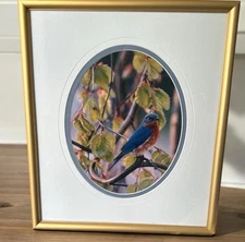 Carl R. Sams II Loon Photo Blue Bird Tree Branch Professionally Framed & Signed