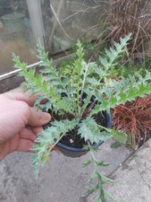 Rare Carlina Acaulis / Stemless Carline Thistle
