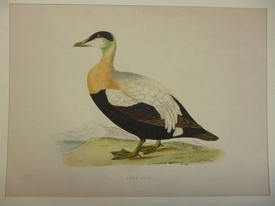 Orig. kolorierter Holzstich - Schwäne/Gänse - Eider Duck.