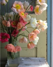 Poppy Hummingbird Plant Live, Iceland Poppy Flower Heathy Plug Ready to Plant