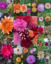25 Beautiful DAHLIA FLOWER SEEDS~Mixed Colors~Annual/Perennial~FREE SHIP from US
